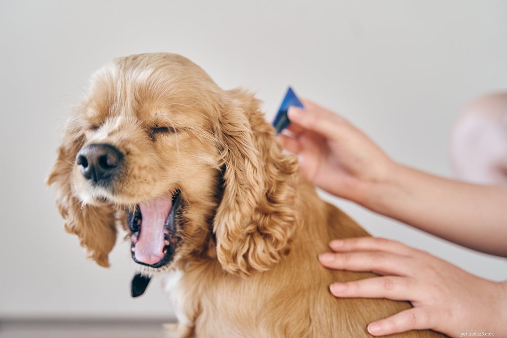 Hoe hondenkorst van vlooien te behandelen