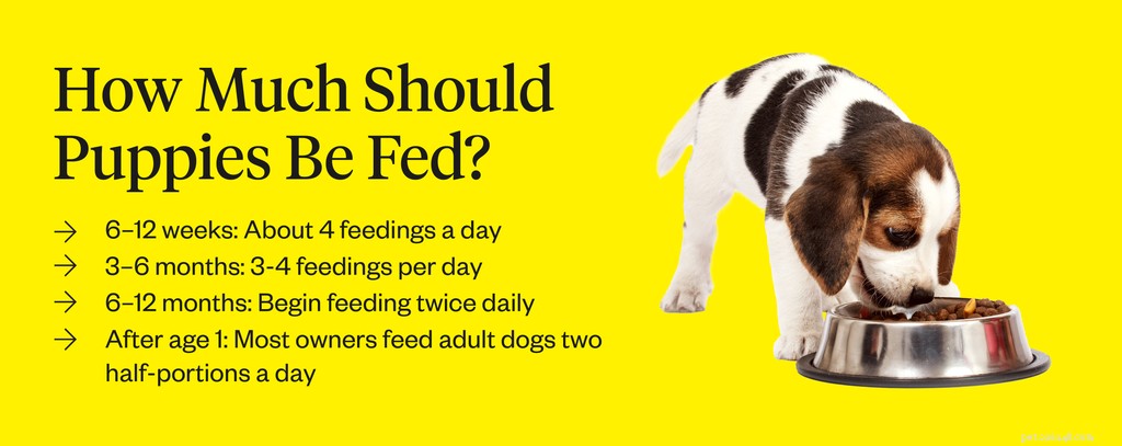 Wat te doen als uw puppy niet eet