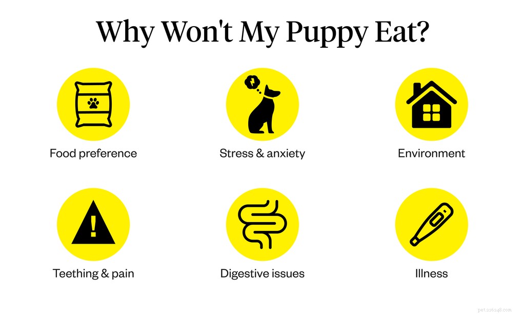 子犬が食べていない場合の対処方法 