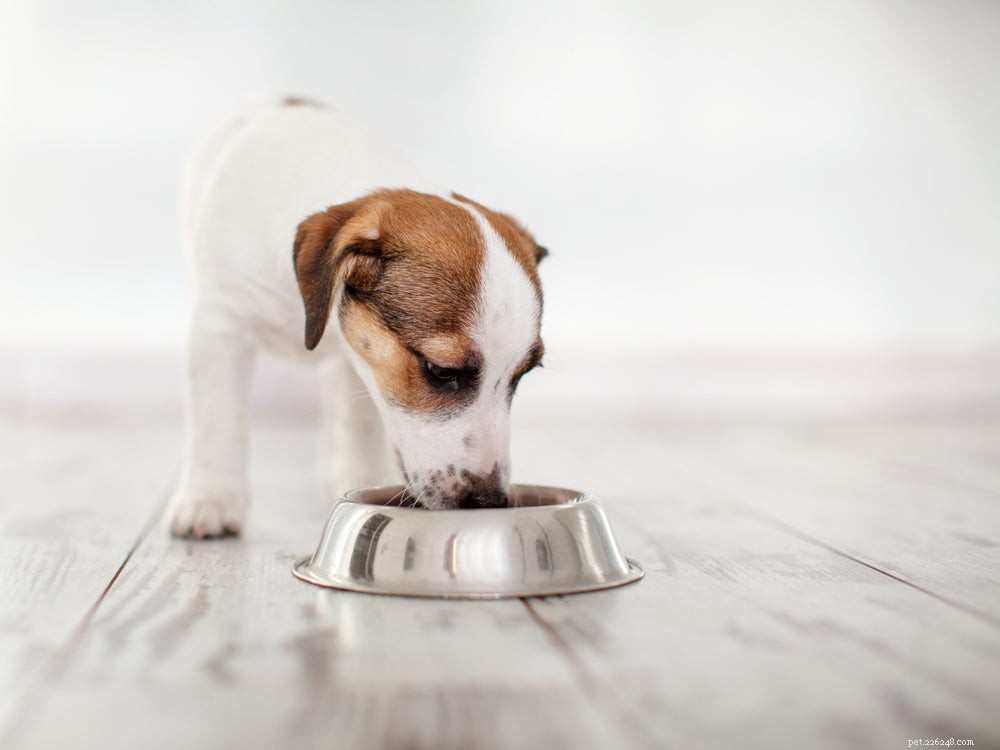 Co dělat, když vaše štěně nejí