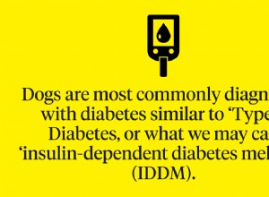 개 당뇨병 식단:당뇨병 강아지에게 먹이는 것