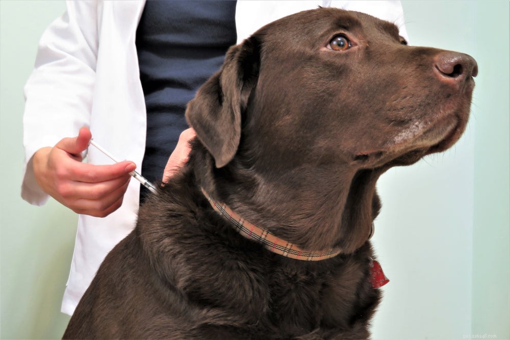 Diabetesdieet voor honden:wat te eten voor een diabetische hond