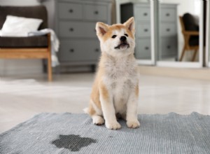 あなたの犬が不安からおしっこをするのを止める方法 