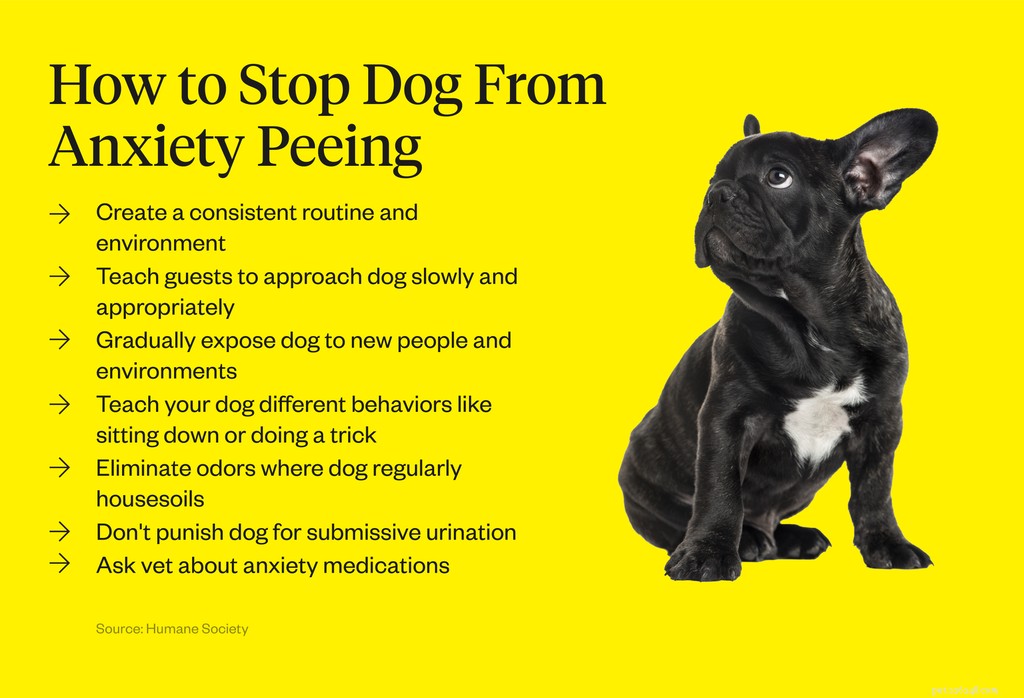 Hur du hindrar din hund från att kissa av ångest