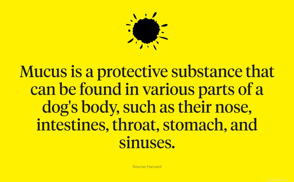 Qu est-ce qui cause le mucus chez le chien ?