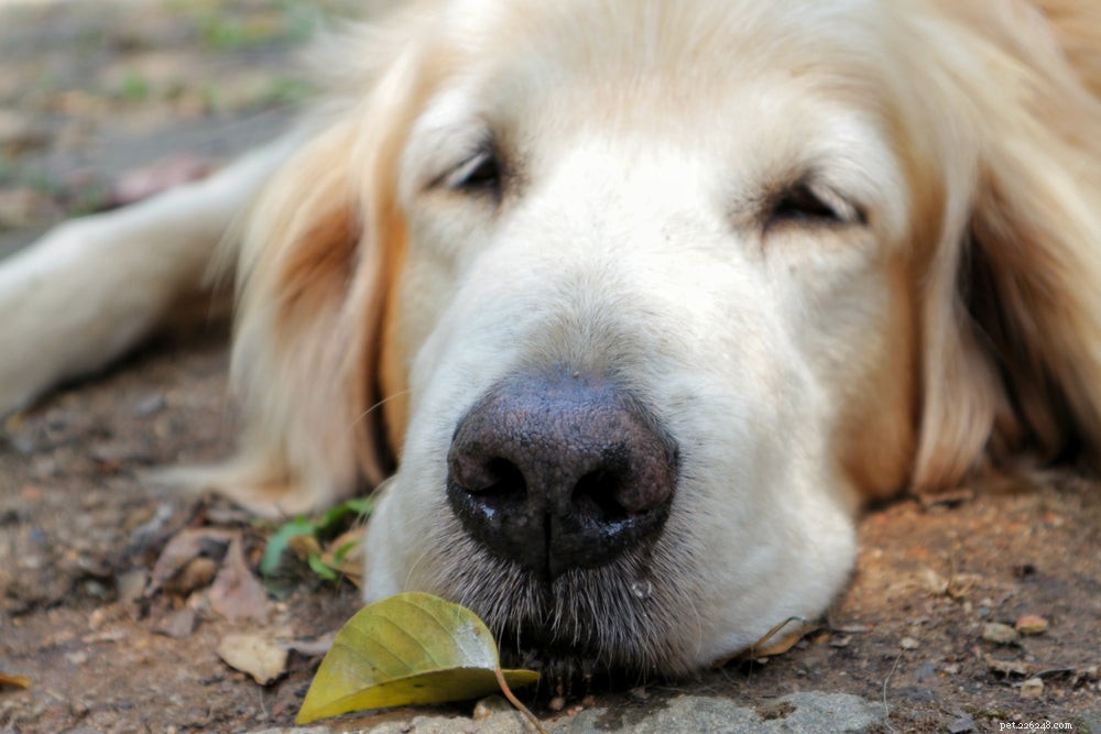 Qu est-ce qui cause le mucus chez le chien ?