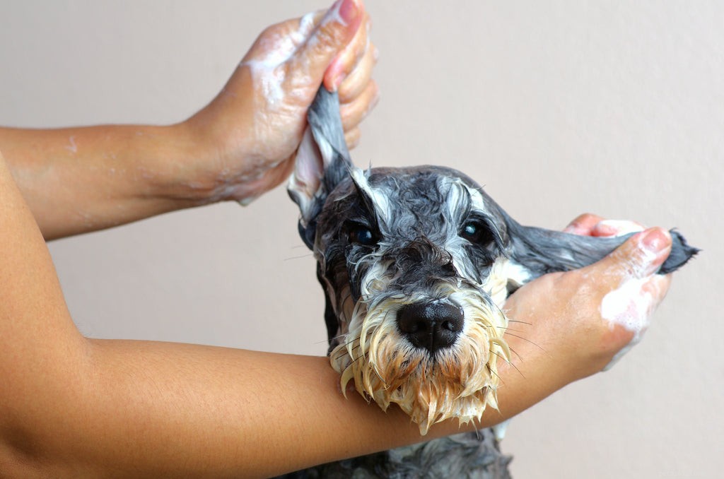 Hoe u uw hond in bad kunt doen:stapsgewijze handleiding