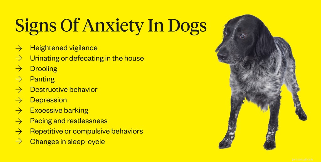 Tecken på ångest hos hundar:10 signaler att se efter
