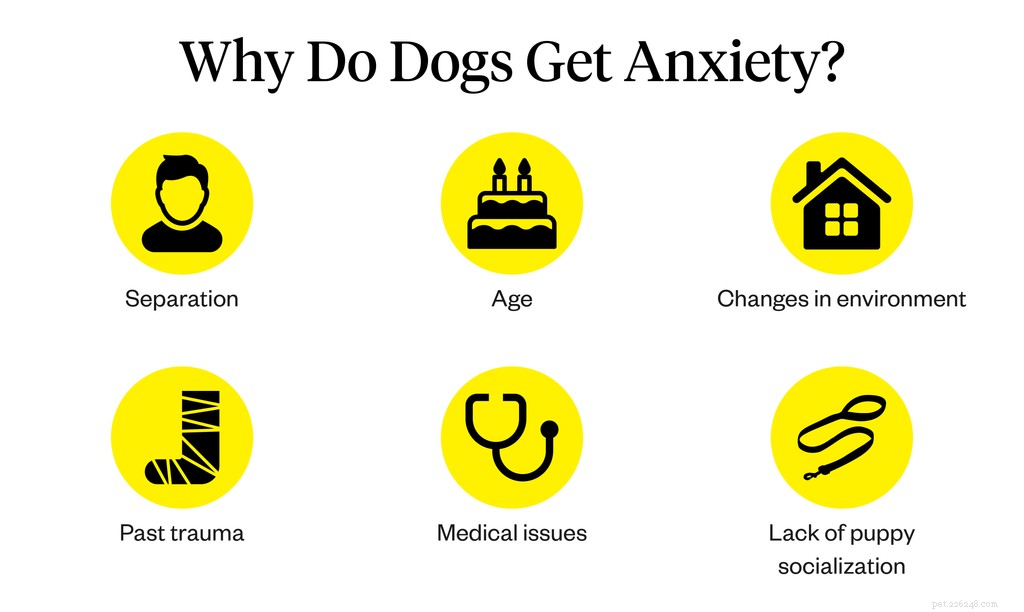 犬の不安の兆候：注意すべき10の信号 