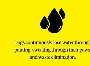 あなたの犬が脱水状態であるかどうかを見分ける方法 
