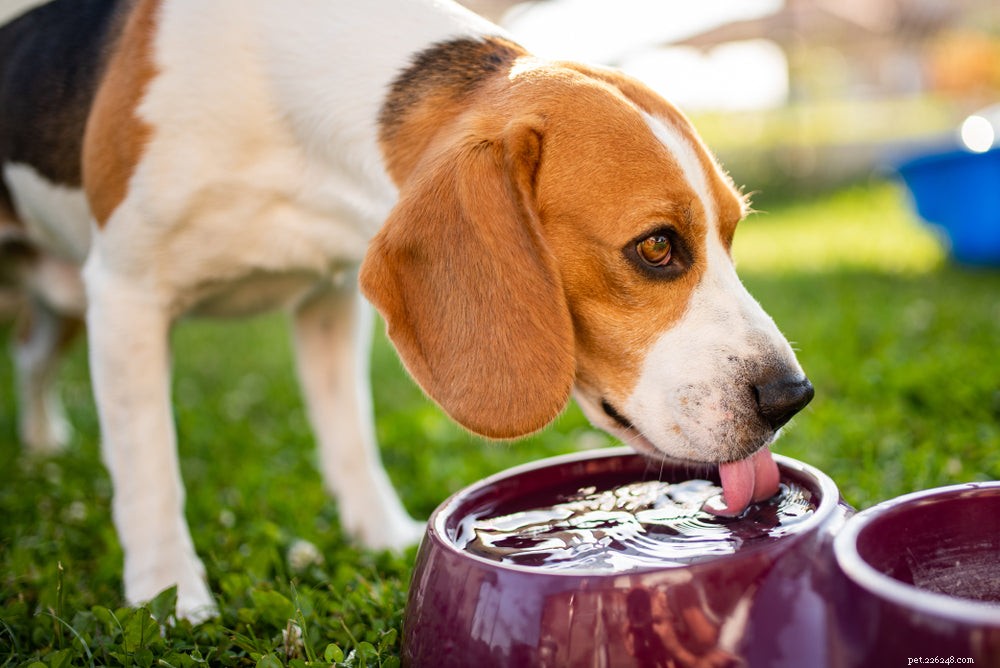 Jak zjistit, zda je váš pes dehydratovaný