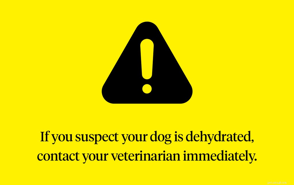 Come capire se il tuo cane è disidratato