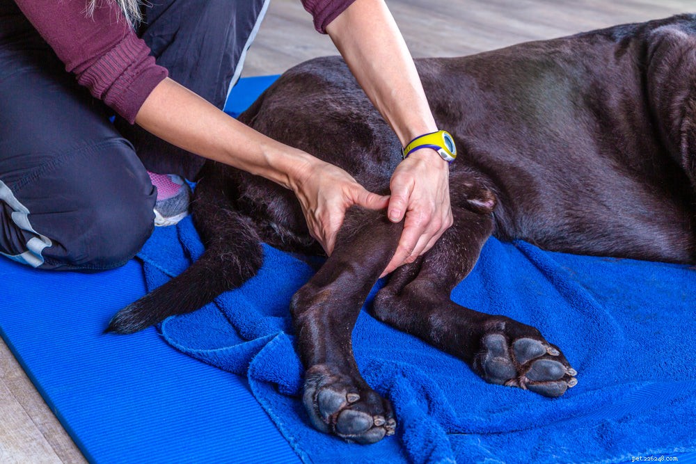 Příznaky a příznaky bolesti kloubů u psů