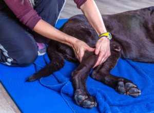 Příznaky a příznaky bolesti kloubů u psů