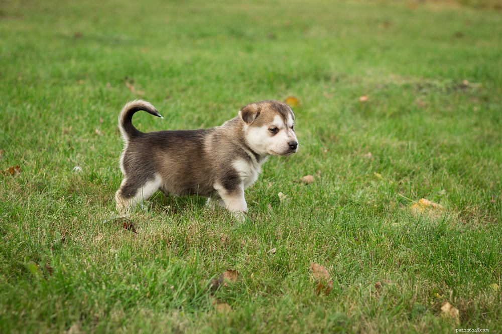 Huistraining van een puppy:wat u moet weten