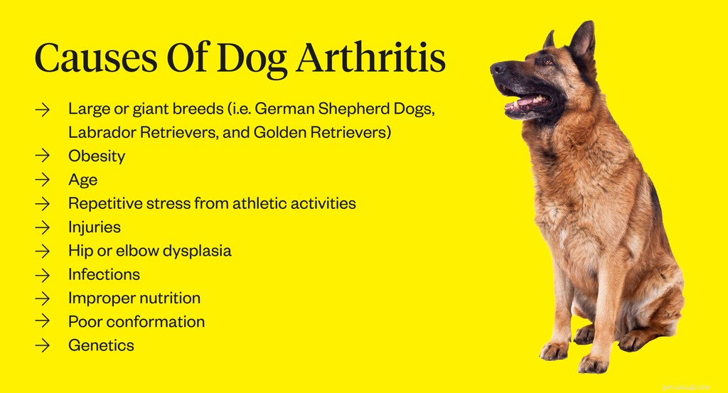 Artrite canina:sintomas, causas e tratamentos