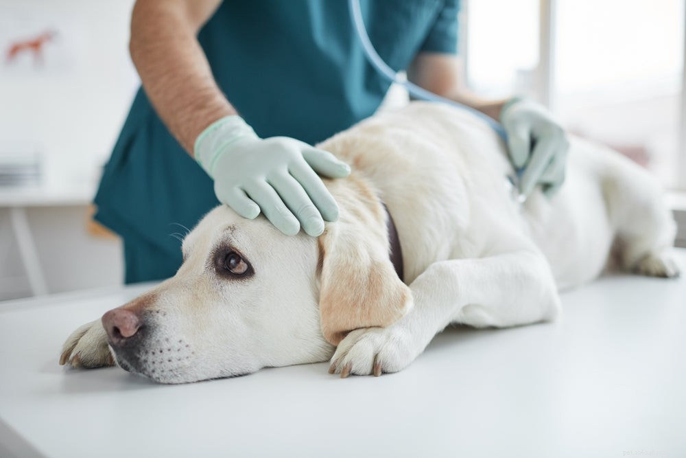 Artritis bij honden:symptomen, oorzaken en behandelingen