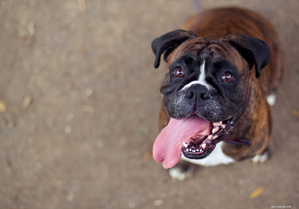 Halitóza u psů:Proč mému psovi smrdí dech?