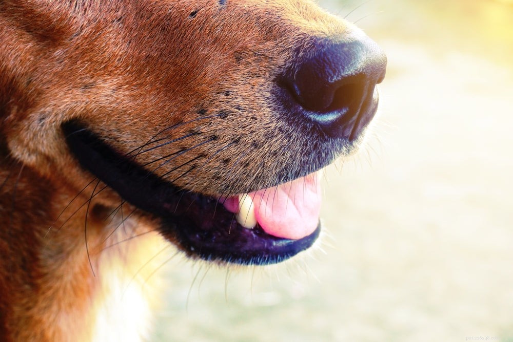 halitos hos hundar:Varför stinker min hunds andetag?