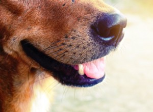 Halitóza u psů:Proč mému psovi smrdí dech?