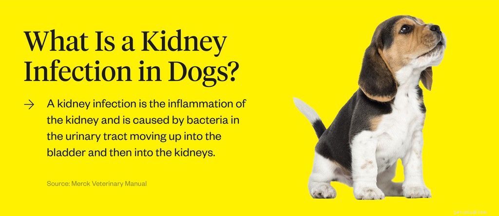 Vilka är tecknen på njurinfektioner hos hundar?