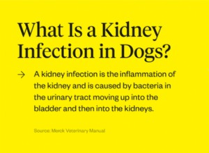犬の腎臓感染症の兆候は何ですか？ 