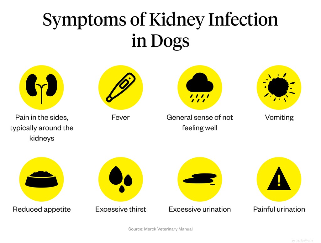 Quels sont les signes d infections rénales chez le chien ?