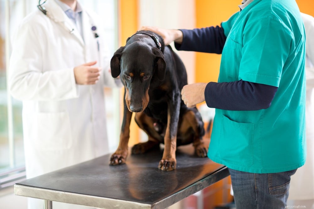 Jaké jsou příznaky infekce ledvin u psů?