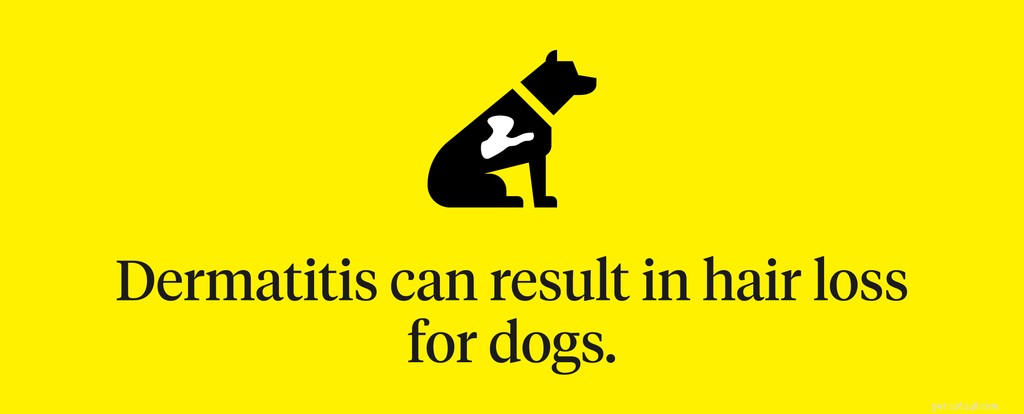 8 veelvoorkomende oorzaken van haarverlies bij honden