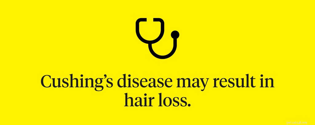8 causes courantes de perte de poils chez le chien