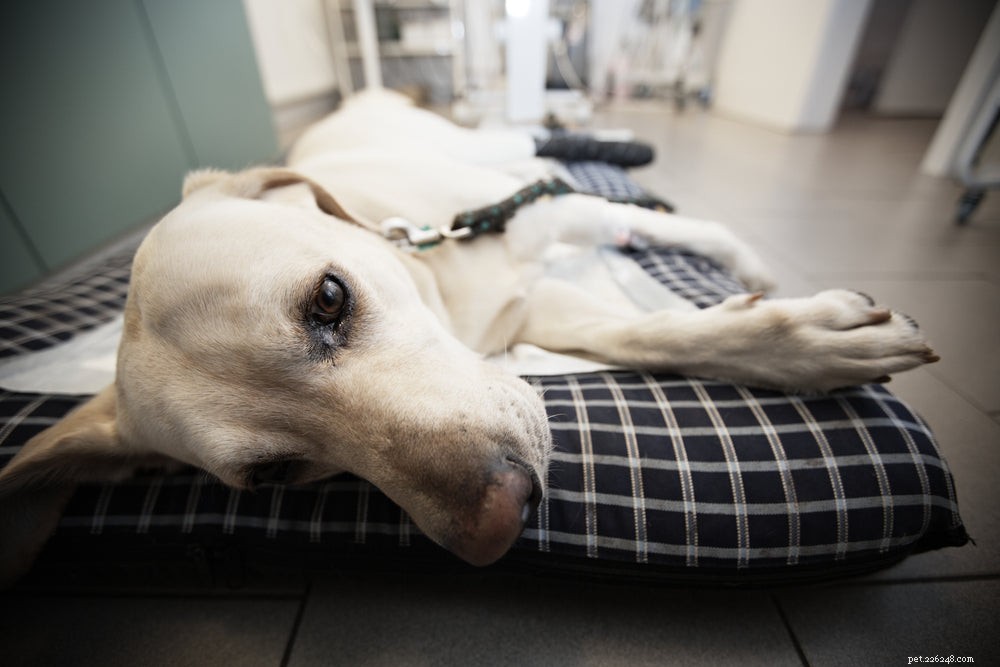Cane che vomita dopo aver mangiato:potenziali cause e soluzioni
