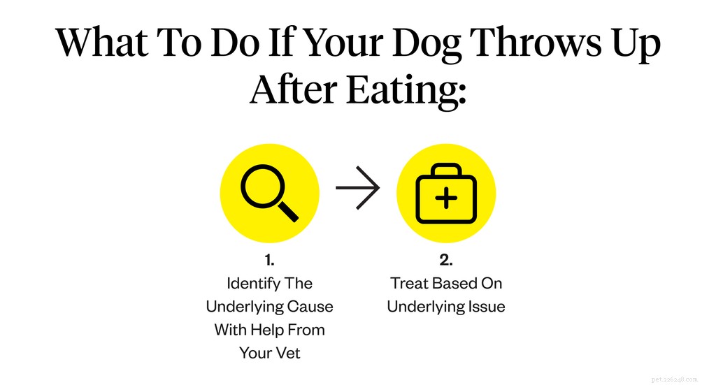 Overgeven van honden na het eten:mogelijke oorzaken en oplossingen
