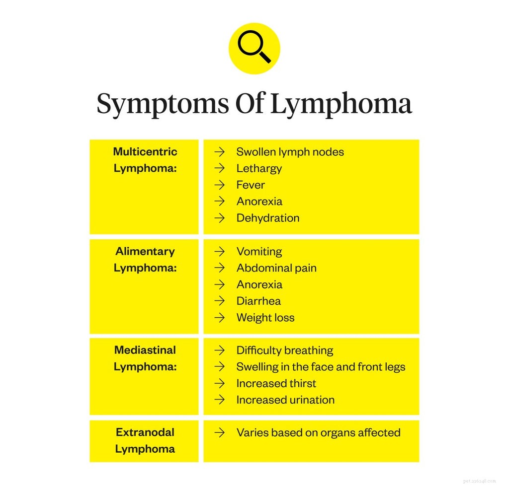 Lymfoom bij honden:symptomen en behandeling