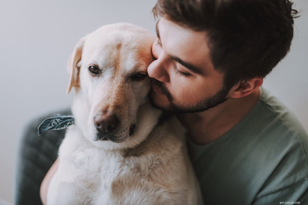 Lymfom u psů:Příznaky a léčba