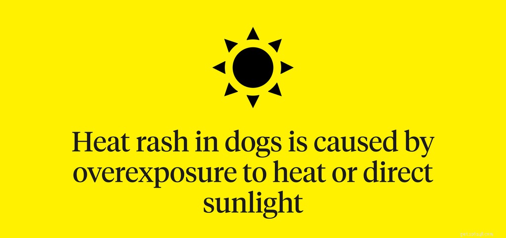 Erupção de calor na barriga do cachorro:o que devo fazer?