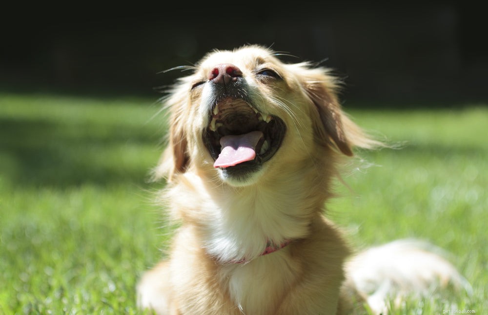 Потечная сыпь на животе у собаки:что делать?