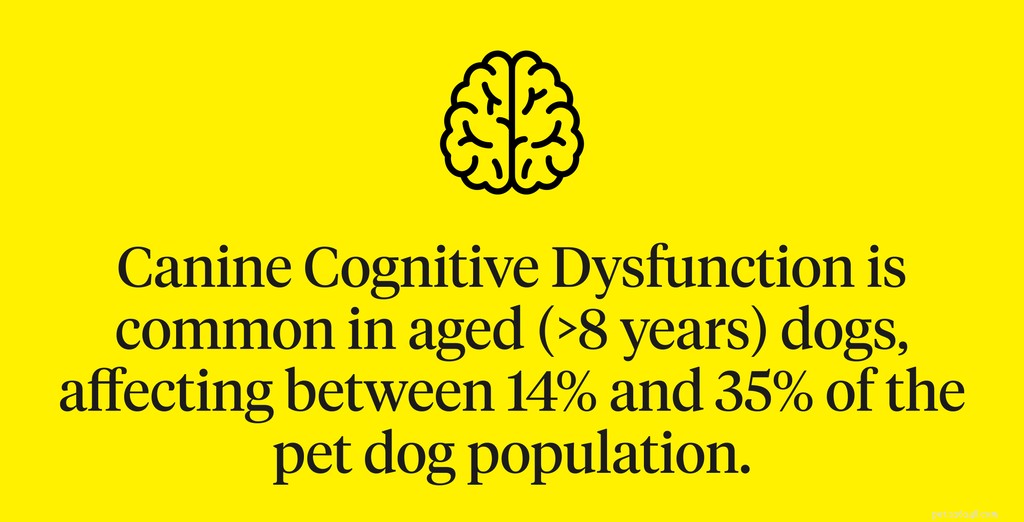 Tekenen van dementie bij honden
