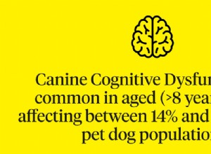 Příznaky demence u psů