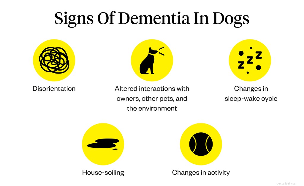 Tecken på demens hos hundar