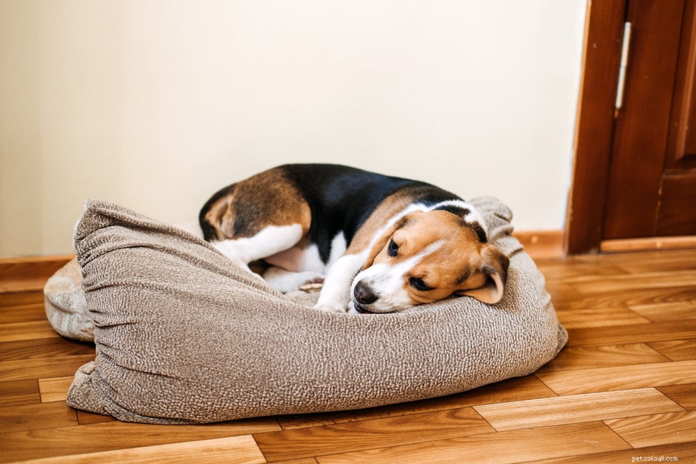 Сухой кашель у собак:причины и лечение
