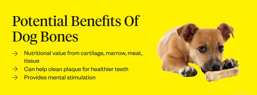 犬は骨を食べることができますか？ 