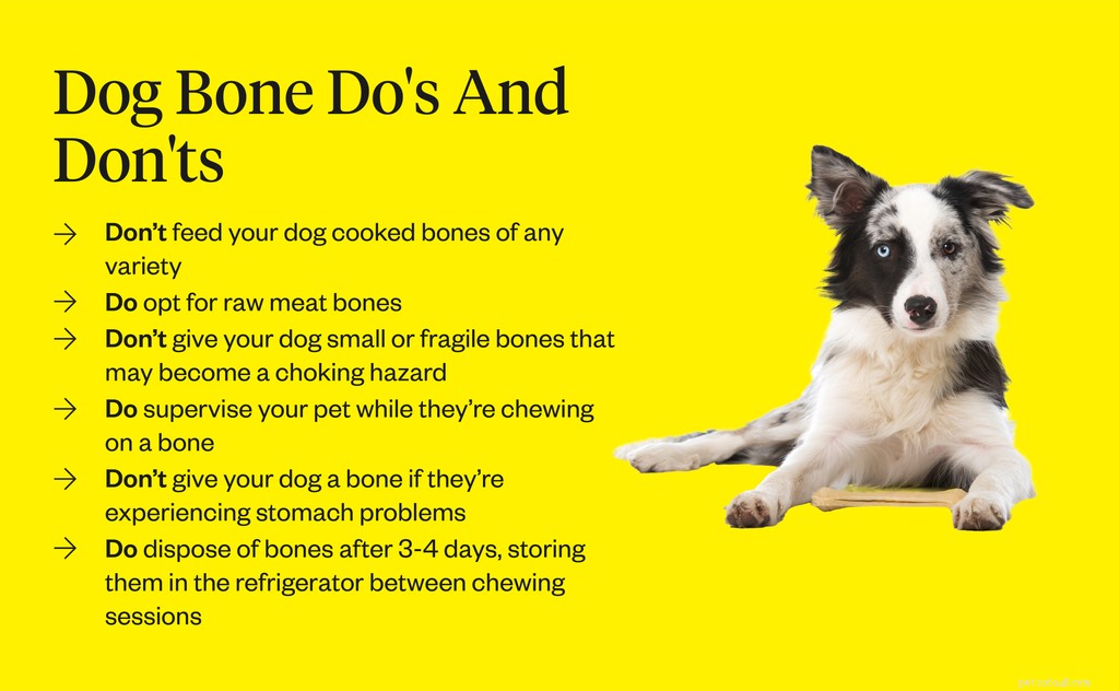 Kunnen honden botten eten?