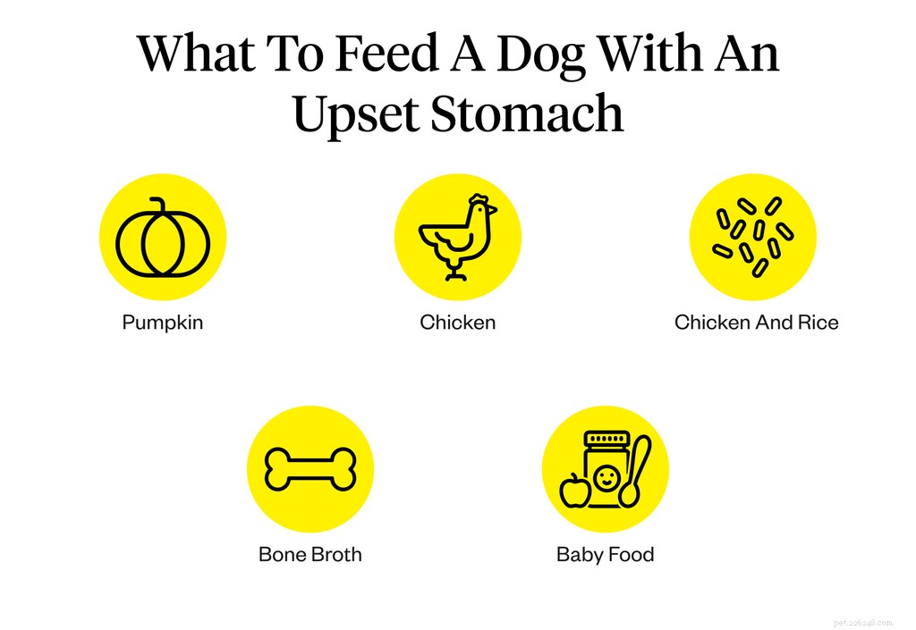 배가 아픈 개에게 무엇을 먹일 것인가