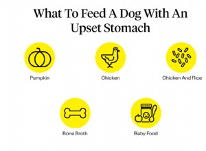 배가 아픈 개에게 무엇을 먹일 것인가