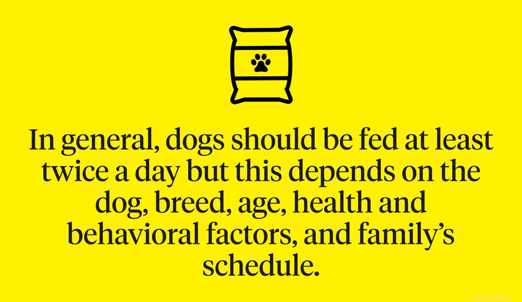 Quante volte al giorno dovrebbe mangiare un cane?