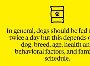 Kolikrát denně by měl pes jíst?
