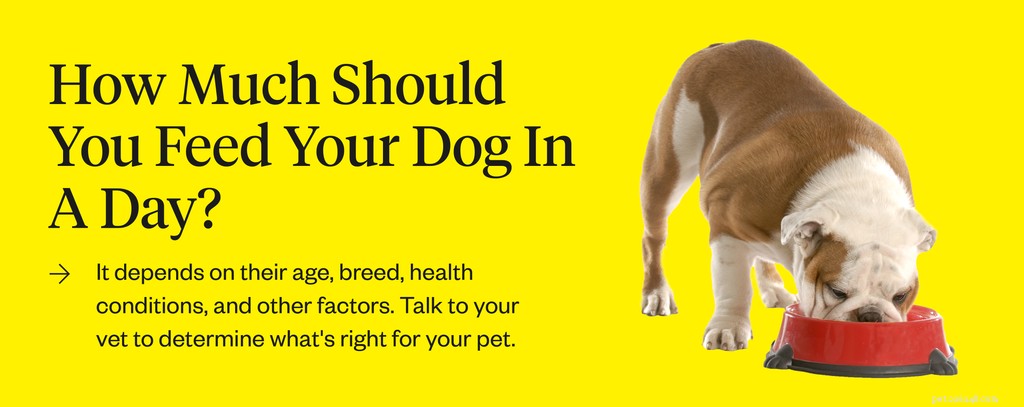 犬は一日に何回食べるべきですか？ 