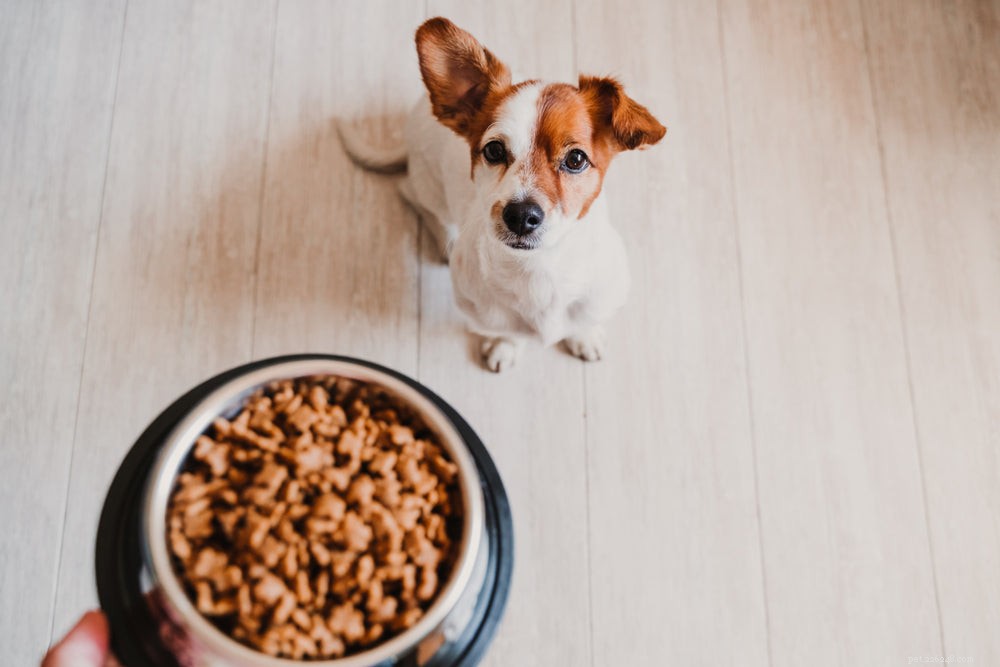 Hur många gånger om dagen ska en hund äta?