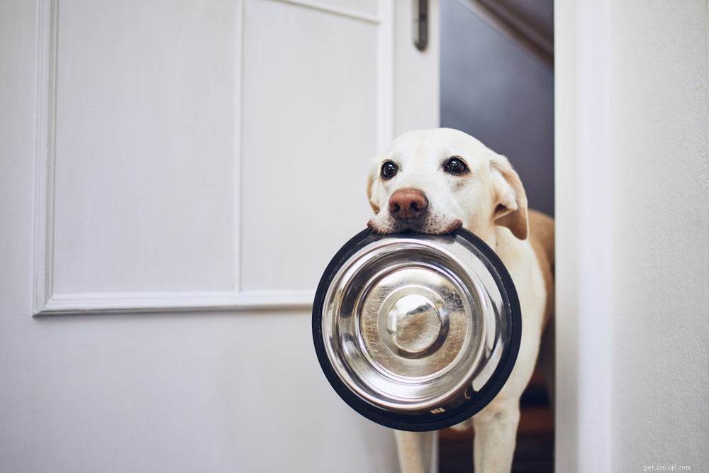 Hoe vaak moet een hond per dag eten?