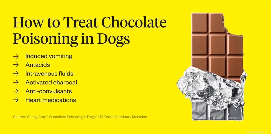 Os cães podem comer chocolate?